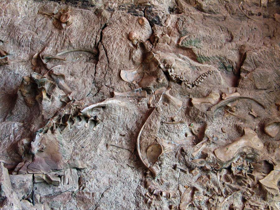 vernal ut dinosaur national monument
