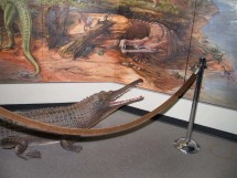 New Mexico Museum of Natural History & Science