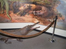 New Mexico Museum of Natural History & Science