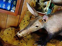 Hardin's Taxidermy Studio